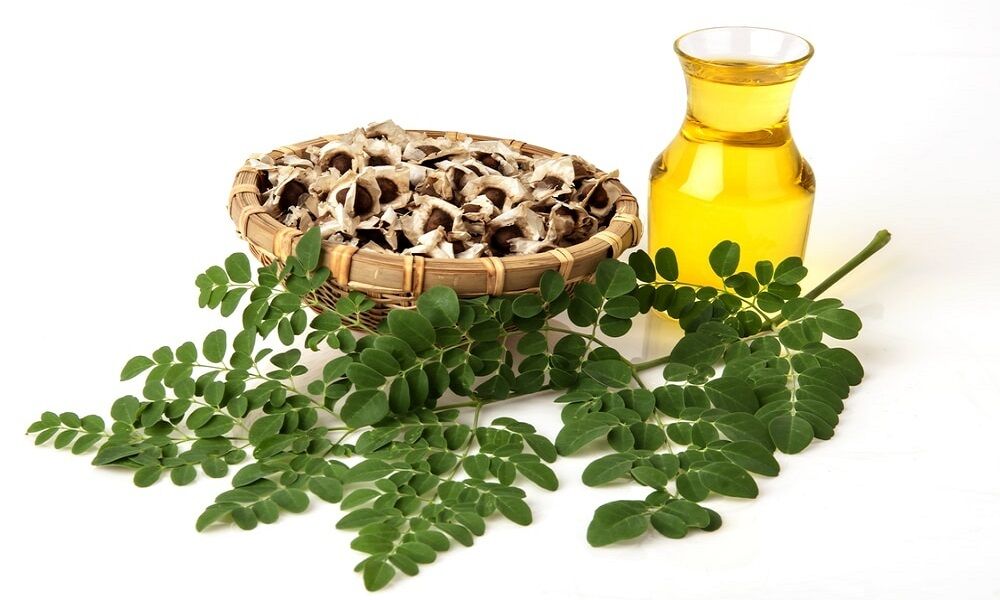 مورینگا؛ درخت معجزه! مورینگا؛ درخت معجزه!