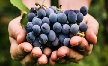 سبزیجاتی که باید هر هفته بخورید سبزیجاتی که باید هر هفته بخورید