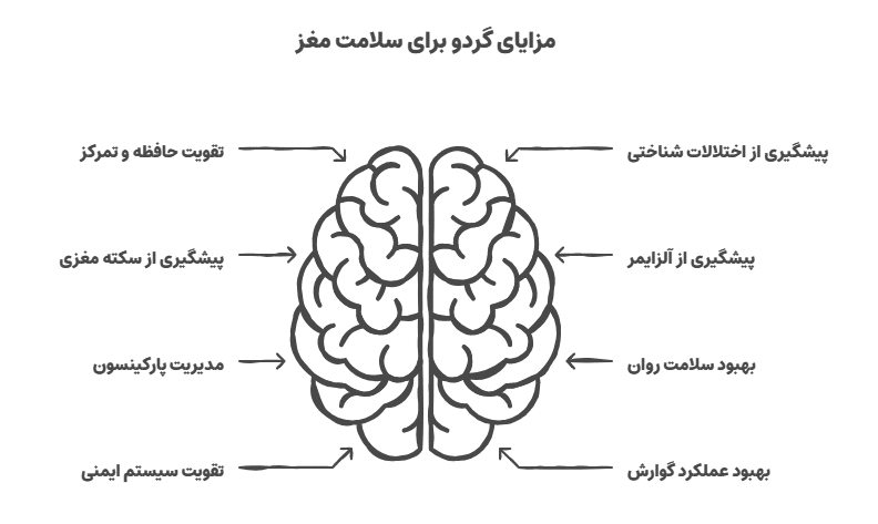 تاثیر گردو بر عملکرد مغز